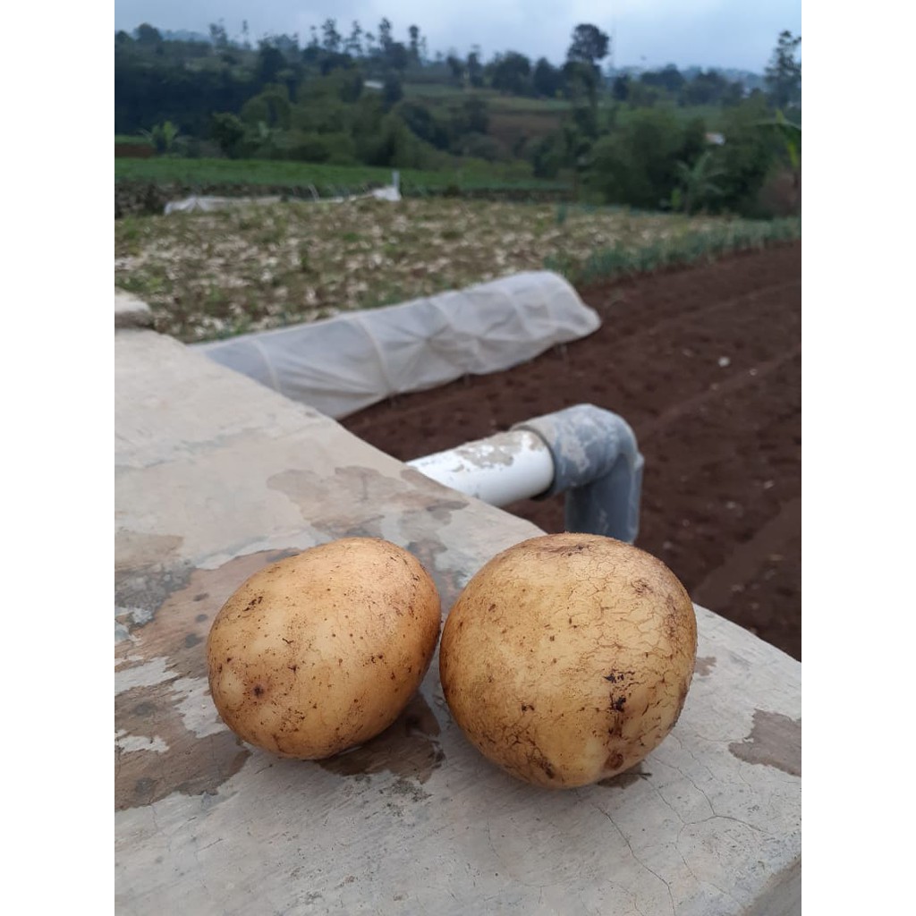

kentang segar