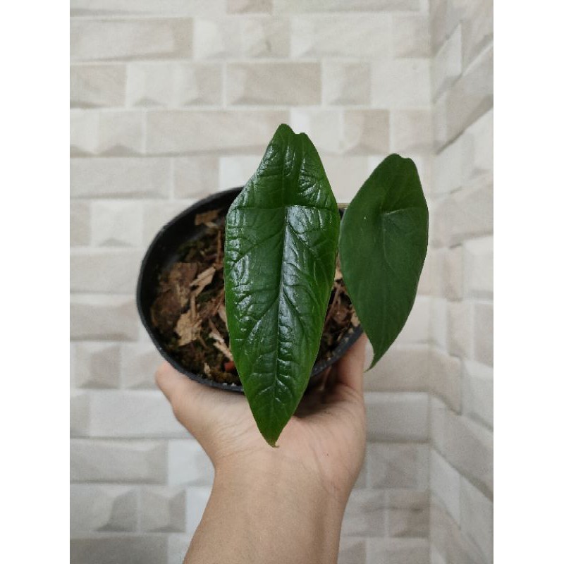 alocasia/scalprum