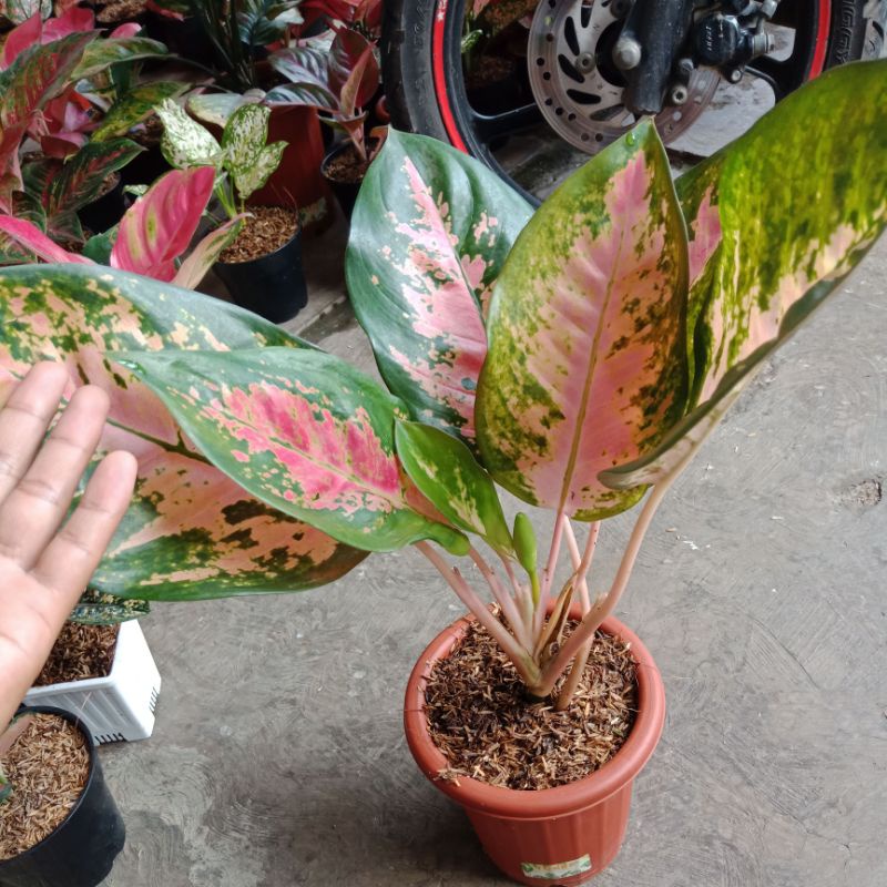 aglaonema kocin pink indukan size jumbo