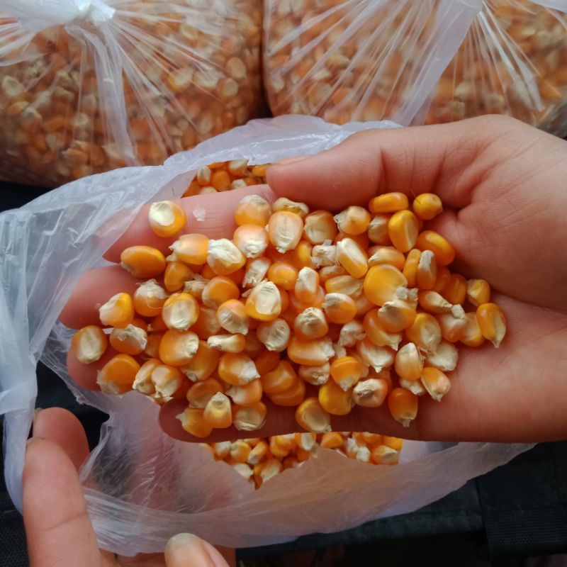 Jagung Pakan Ayam (1 Kg)