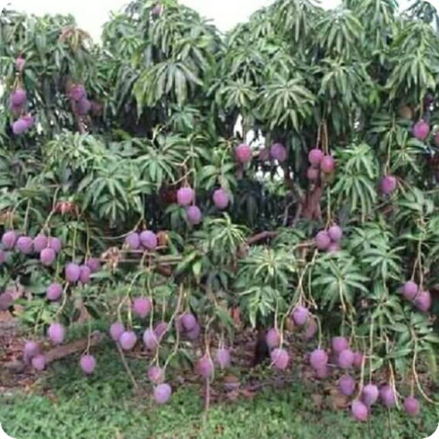

Bibit mangga erwin
