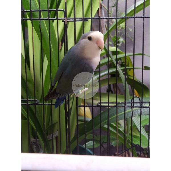 ADEEVAPOINT I BURUNG LOVEBIRD I NON KLEP I NK I VIO I VIOLET