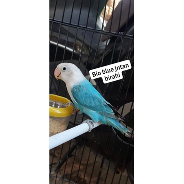 biola blue jantan birahi