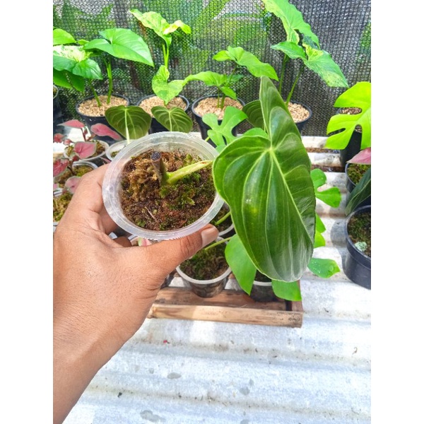 melano bonggol 1 daun pancing