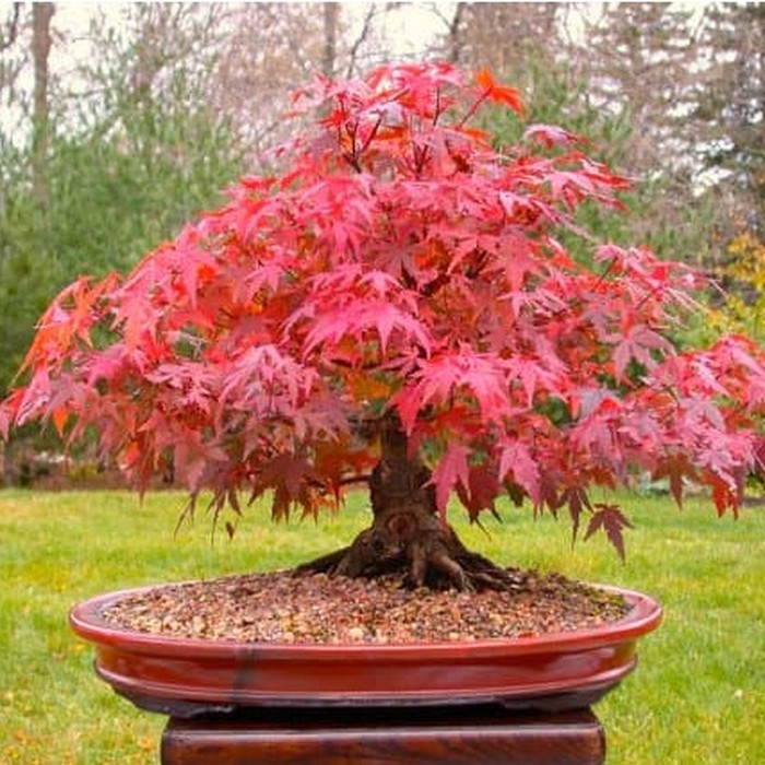Bibit Benih Biji Maple Jepang Inazuma Tree Red Maple Pohon Maple Unik