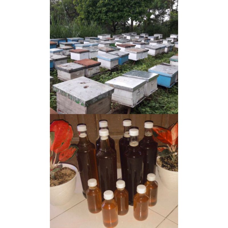 

Madu Murni Peternakan