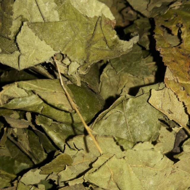 

Daun jati belanda original 1 kg 1kg 1000gram
