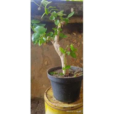 Stek Wahong Gunung Asli