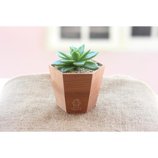 1 sukulen POT kayu hexagon segi enam hias hidup kaktus 1 sukulen POT kayu hexagon segi enam hias hidup kaktus