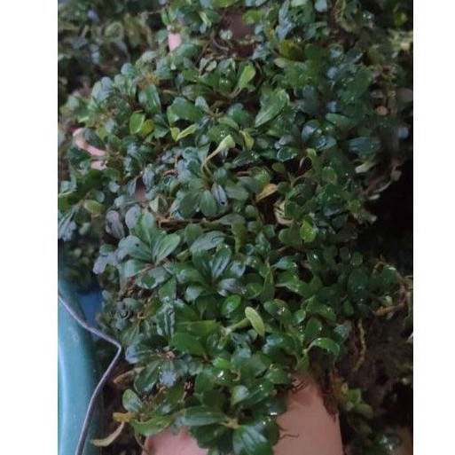 Buce phalandra mini sp