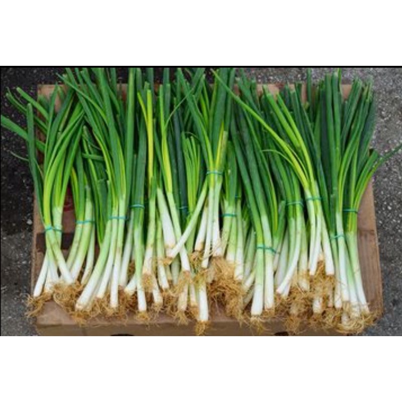 

Daun bawang segar