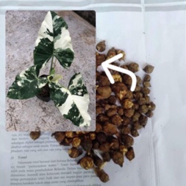 umbi sente varigata - umbi alocasia macrorrhiza variegata - bonggol sente varigata