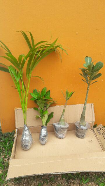 Tanaman Hias Crossandra