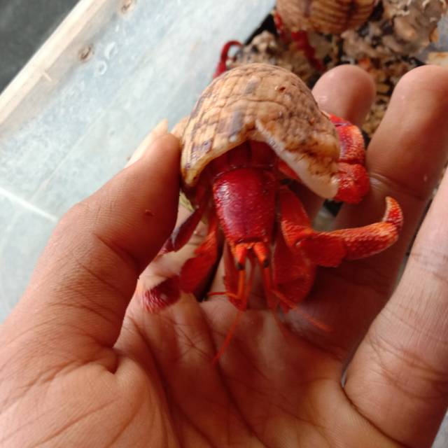 Kelomang perlatus / strawberry