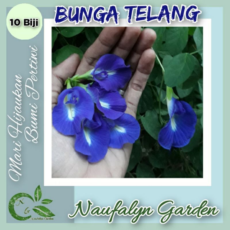 10 Benih Bunga Telangg Ungu Benih Biji Bibit Bunga Hias Taman