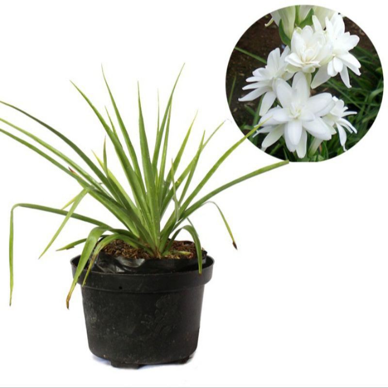 Tanaman Hias Bunga Sedap Malam/Bibit Bunga Sedap Malam