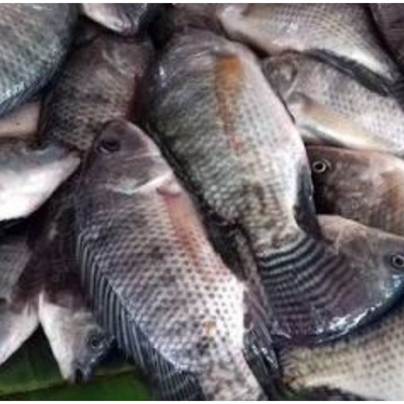 

Ikan Mujair Nila Frozen