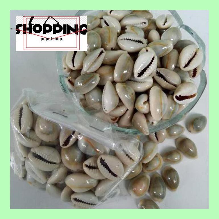 

Skgtras Biji Congklak Kecil Kerang Asli Murahhh Trad40S