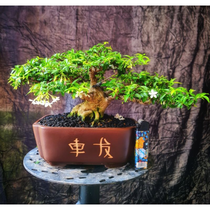 Bonsai Anting Putri Mikro size Mame Siap Pajang Kontes