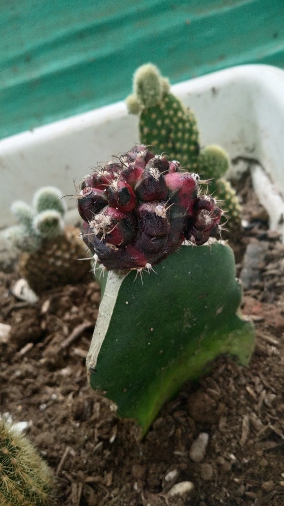 Kaktus Dan Sukulen Opuntia Mickey Ownroot