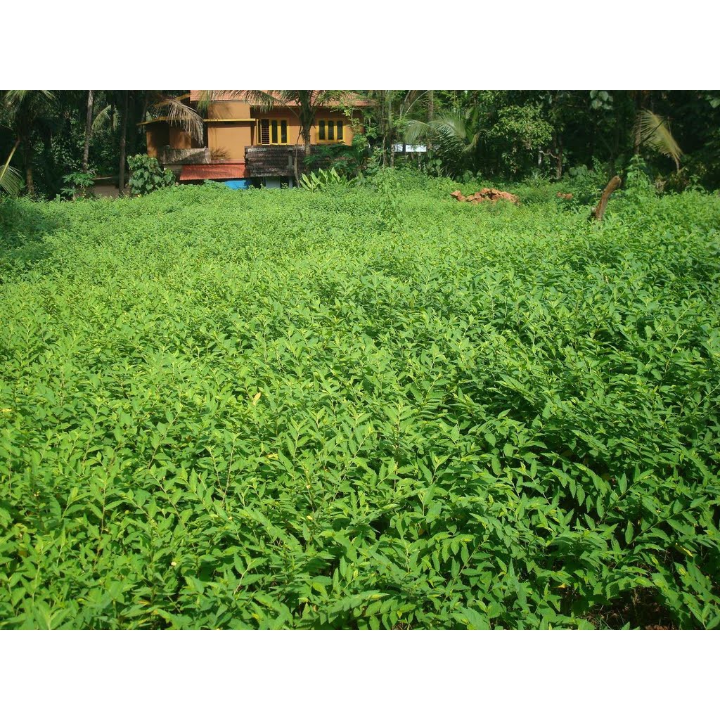 Bubuk Sidaguri 500 g Serbuk Daun Sidogori Sidaguri Sida rhombifolia