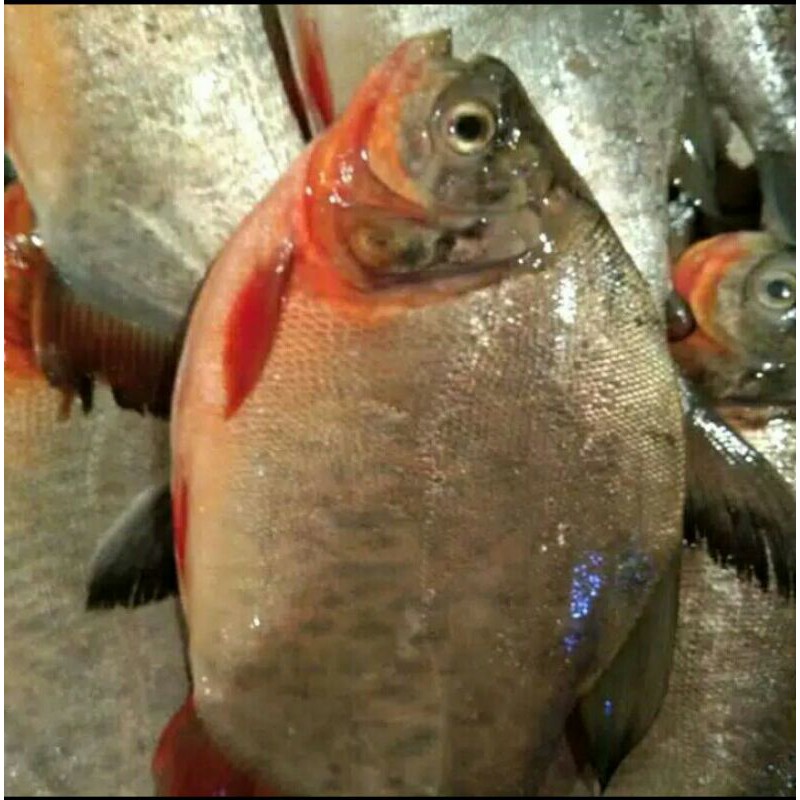 

Puri Segar Shop, Ikan Bawal Segar Fresh 500 Gram (ORDERAN PAGI HARI)