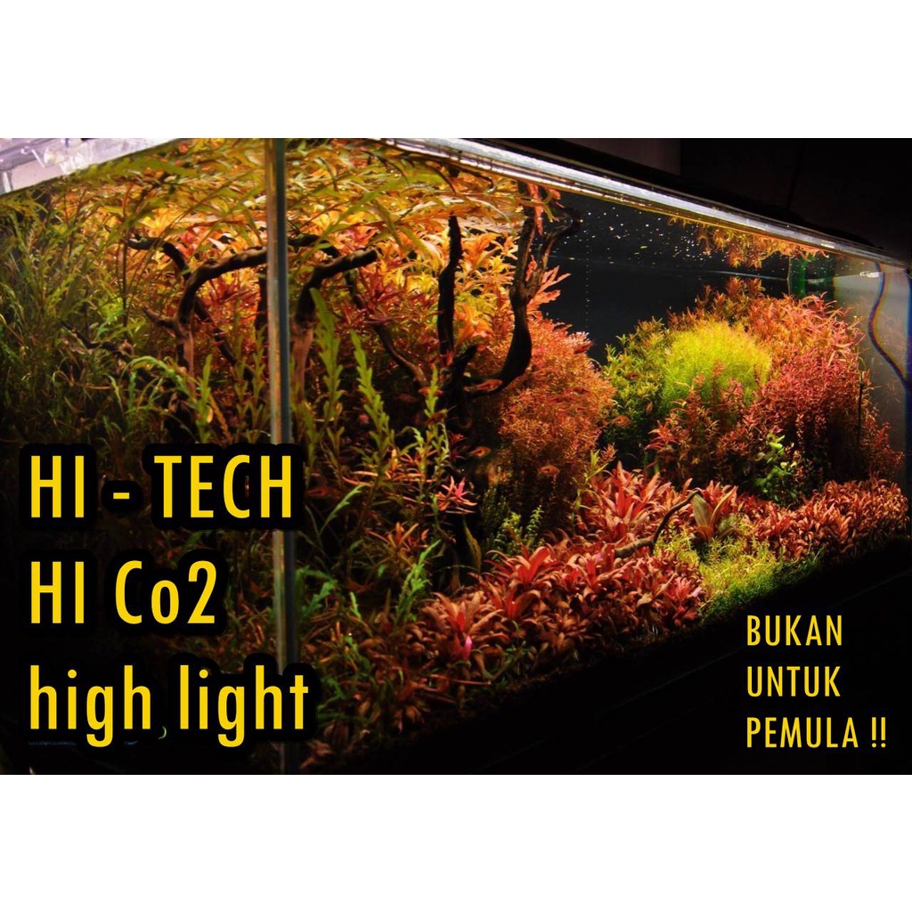 Paket Tanaman Aquascape High Tech High Light - Wajib Dikasih Co2 tambahan