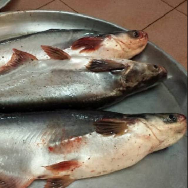 

IKAN PATIN SEGAR / PATIN DORI BEKU