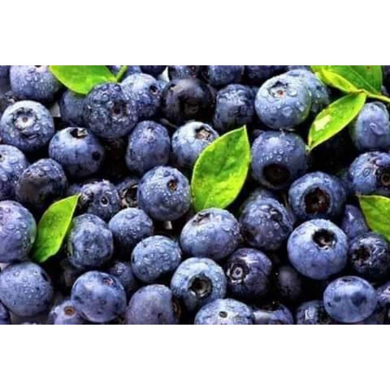 BLUBERRY IQF FROZEN/BLUEBERRIES IMPORT