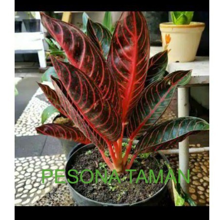 aglonema red sumatra