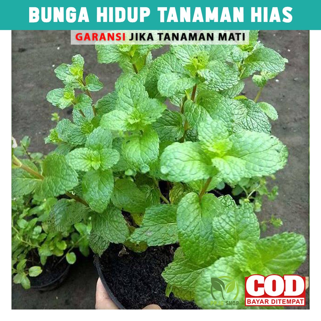 

Bunga Hidup Tanaman Hias Gantung Daun Mint Hiasan Taman