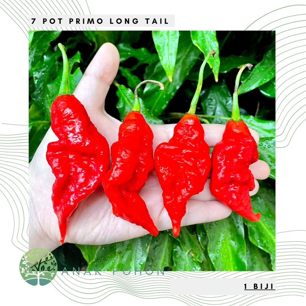 Benih Bibit Biji - Cabai 7 Pot Primo Long Tail Red Pepper Seeds