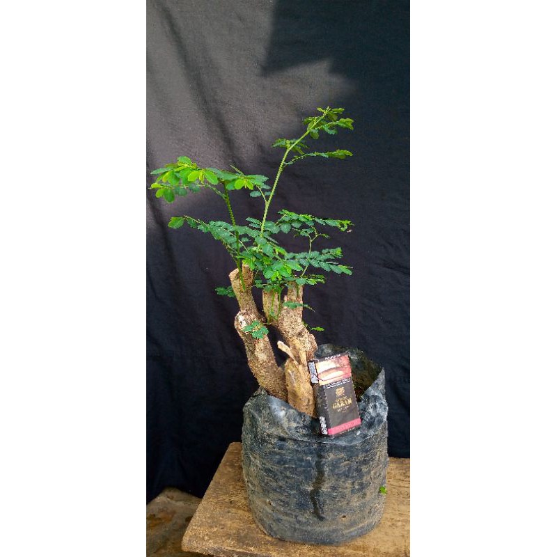 Bahan Bonsai Ileng Ileng Mangsi Mangsian Bonsai Shopee Indonesia