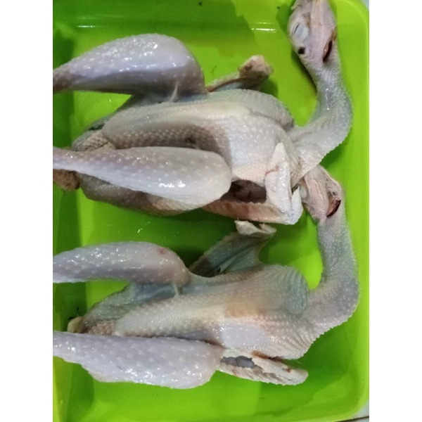 

ayam kampung 9-1 kg