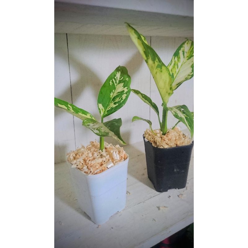 Tanaman Hias Sri Rejeki Army Variegata