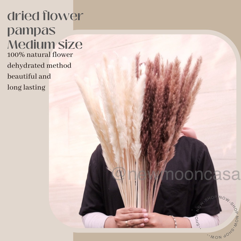 [1 pcs PAMPAS tebal tidak rontok] PROMO MURAH Dried Pampas Grass Natural Bunga Kering Asli Dekorasi
