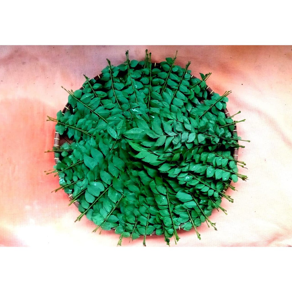 

Daun Kari Segar
