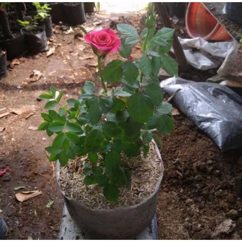 Bibit pohon bunga mawar merah/Tanaman bunga mawar merah