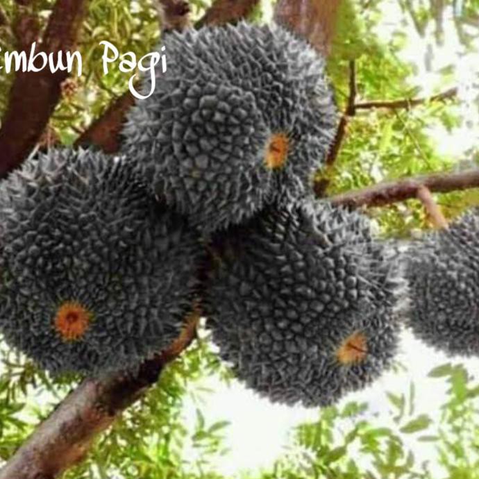 TERBAIK Bibit Buah Durian Kaki 3 / Duri Hitam Malaysia atau ONCE Original TERMURAH
