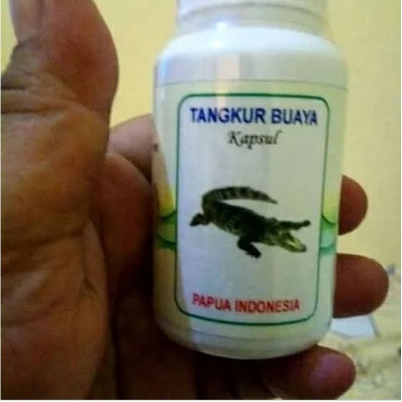 tangkur_buaya asli papua