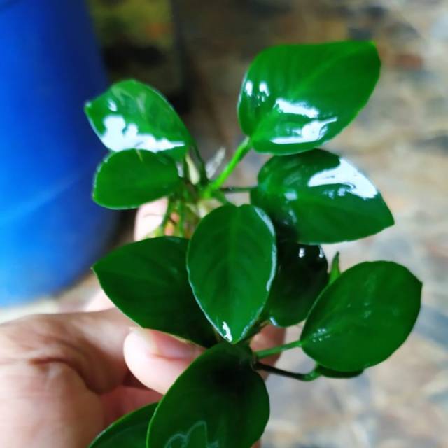 Anubias Barteri Broadleaf Tanaman Air Akuarium Aquascape