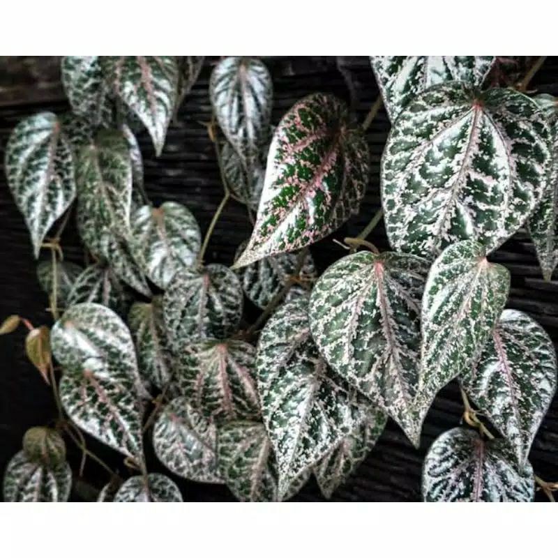 

DAUN SIRIH MERAH ORGANIK