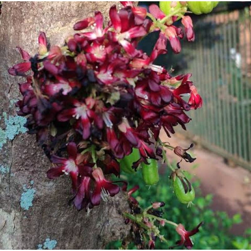 

Bunga Belimbing Wuluh Segar Murni Tanpa Daun Dan Buahnya
