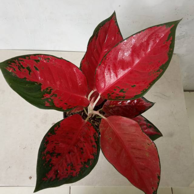 Tanaman hias indoor aglaonema  aglonema  suksom  jaipong 