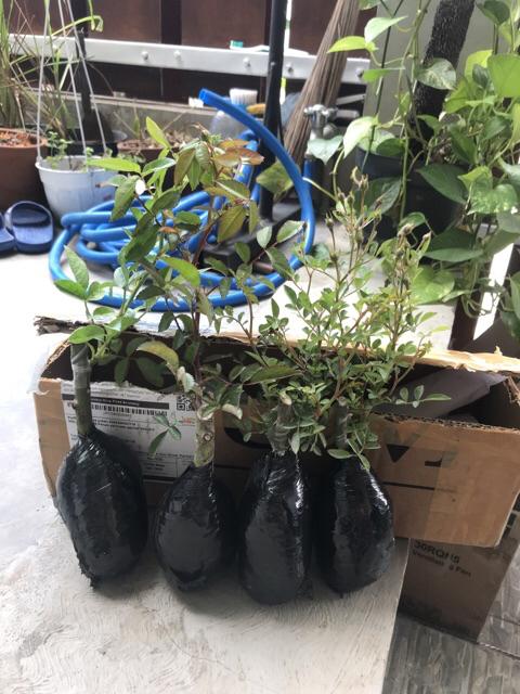 Tanaman Hias Climbing Rose Atau Mawar Rambat