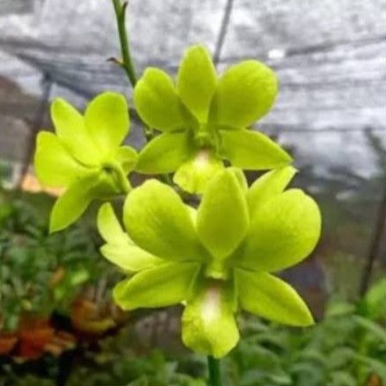 anggrek dendrobium bunga hijau / Tanaman anggrek dendro