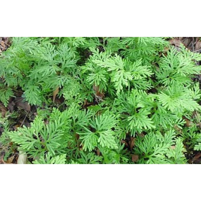 

tanaman herbal daun cakar ayam atau ceker ayam 100 gram