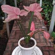 Syngonium Pink Perfection Jumbo