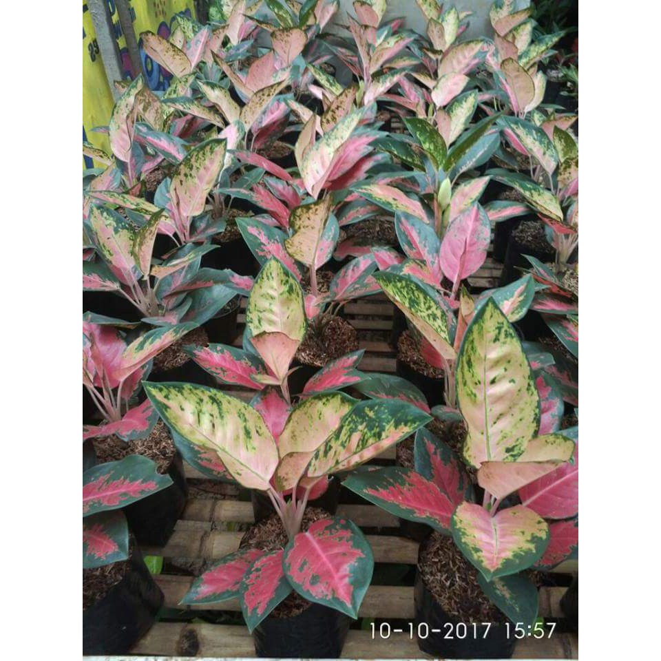 aglonema kocin varian Shopee Indonesia aglonema kocin varian Shopee Indonesia