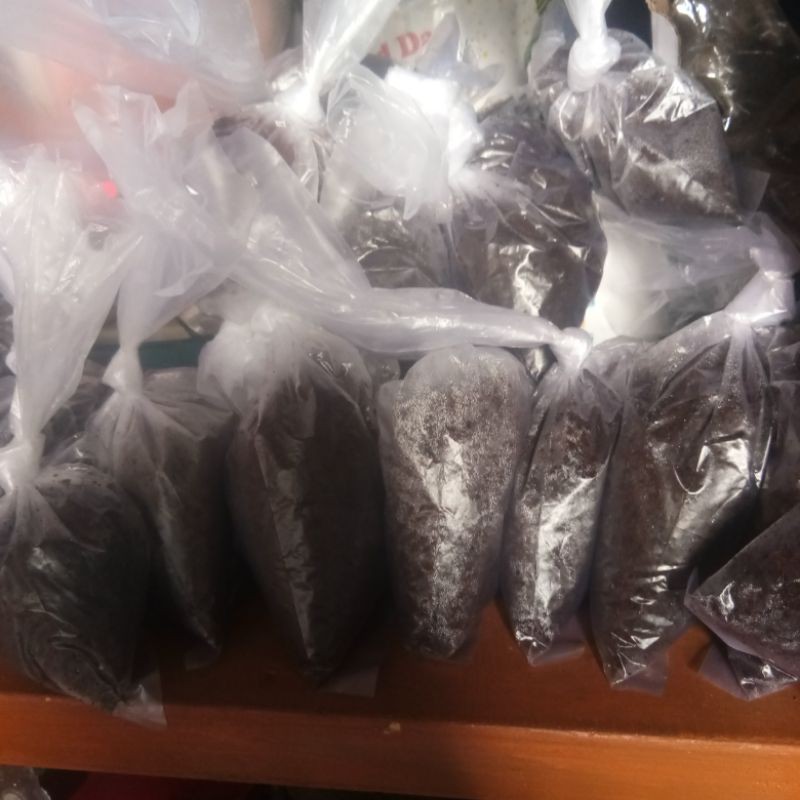 Paket hemat telur killifish Magnificus 10 butir langsung tetas